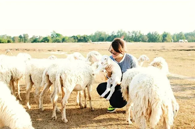 Chụp ảnh siêu cute với cánh đồng cừu chỉ cách Sài Gòn 70 km Chụp ảnh siêu cute với cánh đồng cừu chỉ cách Sài Gòn 70 km