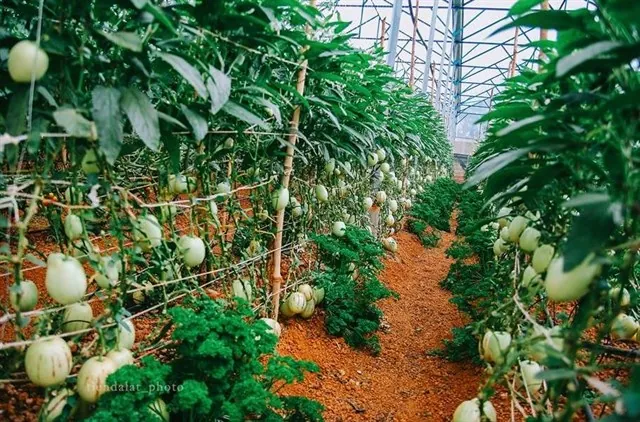 Đưa nhau đi trốn ở 12 điểm đến đặc biệt nhất Đà Lạt Đưa nhau đi trốn ở 12 điểm đến đặc biệt nhất Đà Lạt