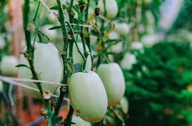 Đưa nhau đi trốn ở 12 điểm đến đặc biệt nhất Đà Lạt Đưa nhau đi trốn ở 12 điểm đến đặc biệt nhất Đà Lạt