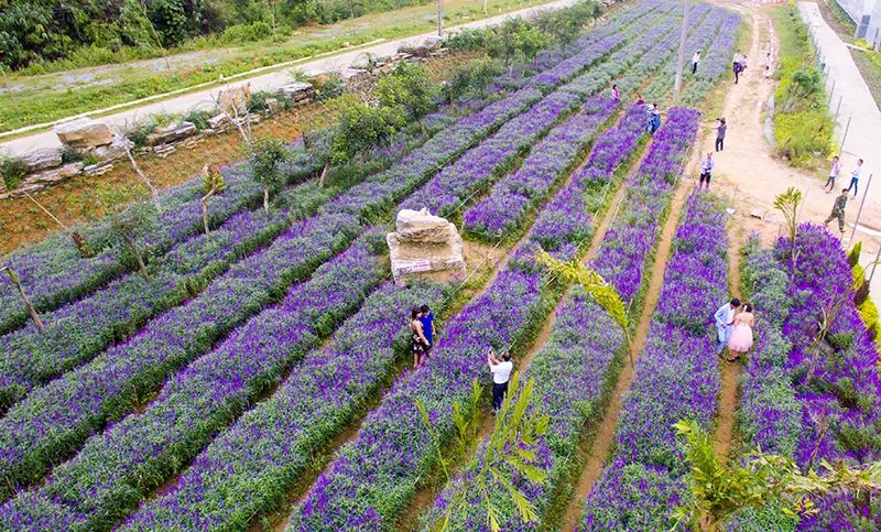 Vẻ đẹp hoa oải hương nở tím cao nguyên Lào Cai Hoa oải hương Lào Cai