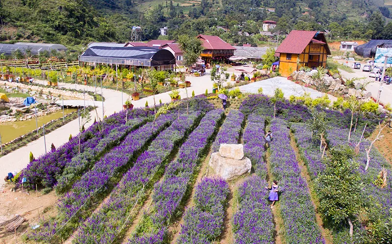 Vẻ đẹp hoa oải hương nở tím cao nguyên Lào Cai Hoa oải hương Lào Cai