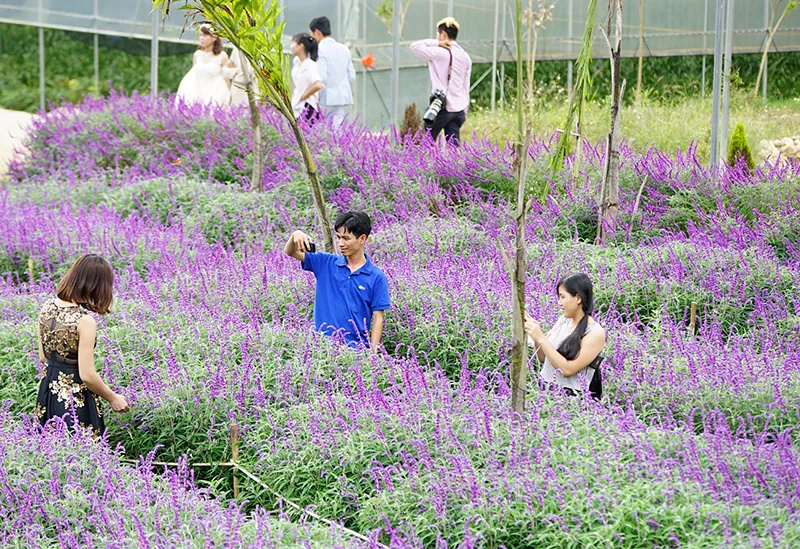 Vẻ đẹp hoa oải hương nở tím cao nguyên Lào Cai Hoa oải hương Lào Cai