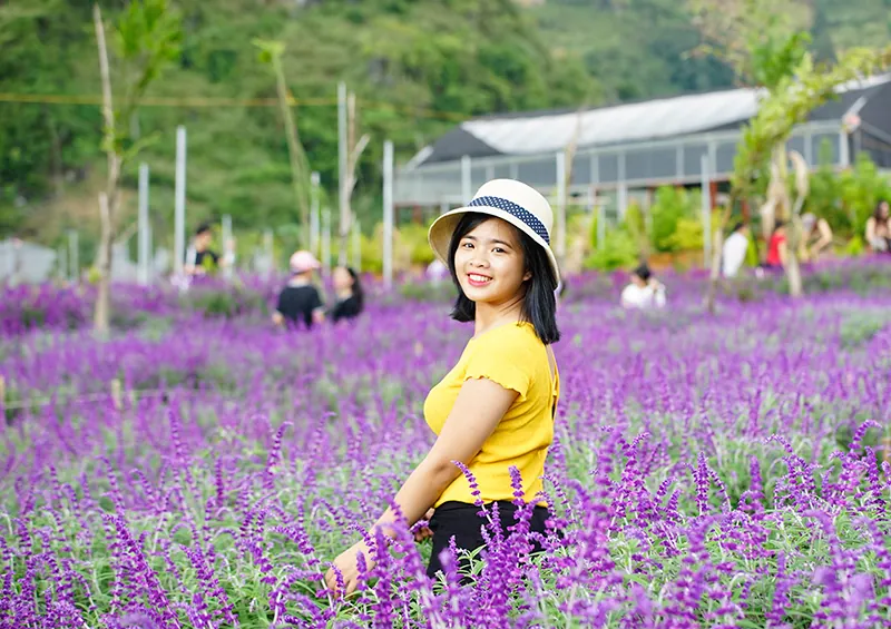 Vẻ đẹp hoa oải hương nở tím cao nguyên Lào Cai Hoa oải hương Lào Cai