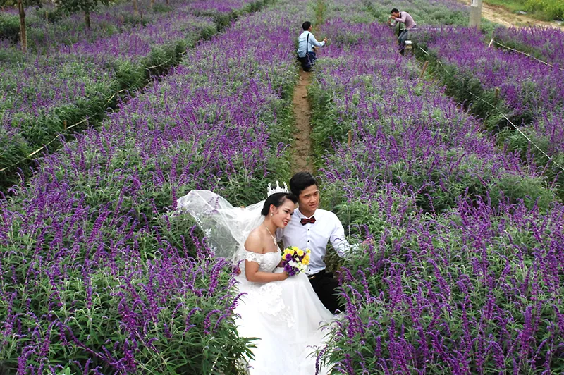 Vẻ đẹp hoa oải hương nở tím cao nguyên Lào Cai Hoa oải hương Lào Cai