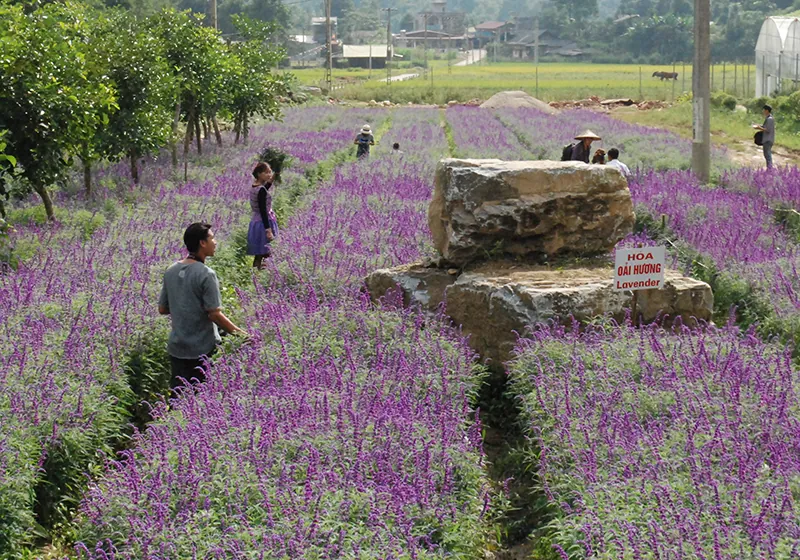 Vẻ đẹp hoa oải hương nở tím cao nguyên Lào Cai Hoa oải hương Lào Cai