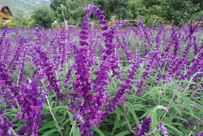 Vẻ đẹp hoa oải hương nở tím cao nguyên Lào Cai Hoa oải hương Lào Cai