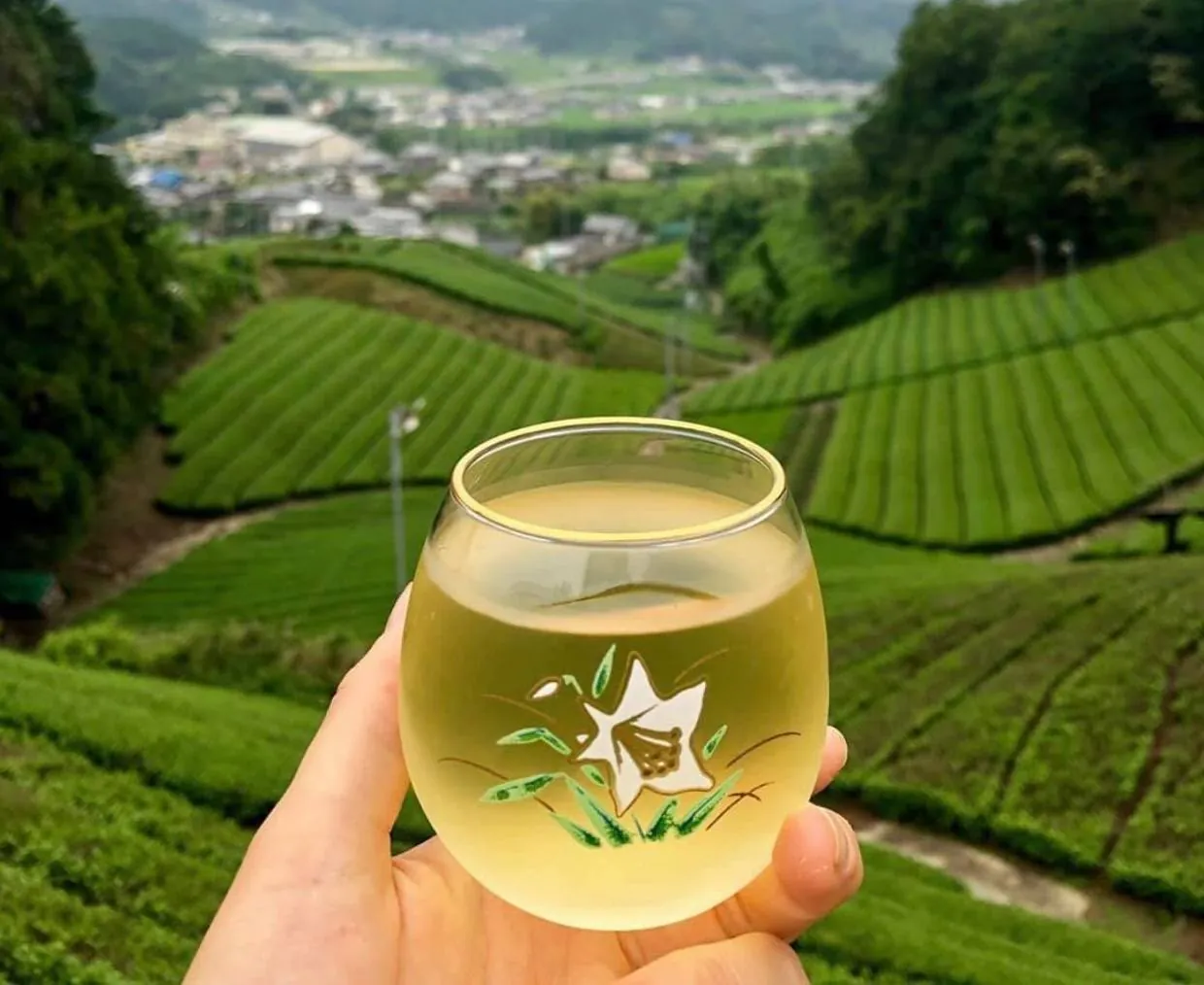 Du lịch Nhật Bản: Khám phá đồi chè ở Wazuka, Kyoto Nhật Bản