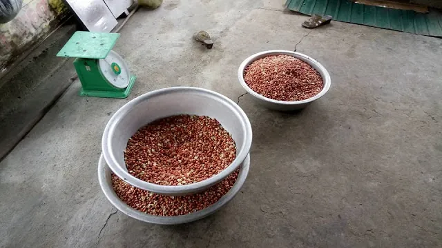 Dầu lạc tự làm - Tác dụng tuyệt vời của dầu lạc tốt cho sức khoẻ Dầu lạc tự làm - Tác dụng tuyệt vời của dầu lạc tốt cho sức khoẻ 03