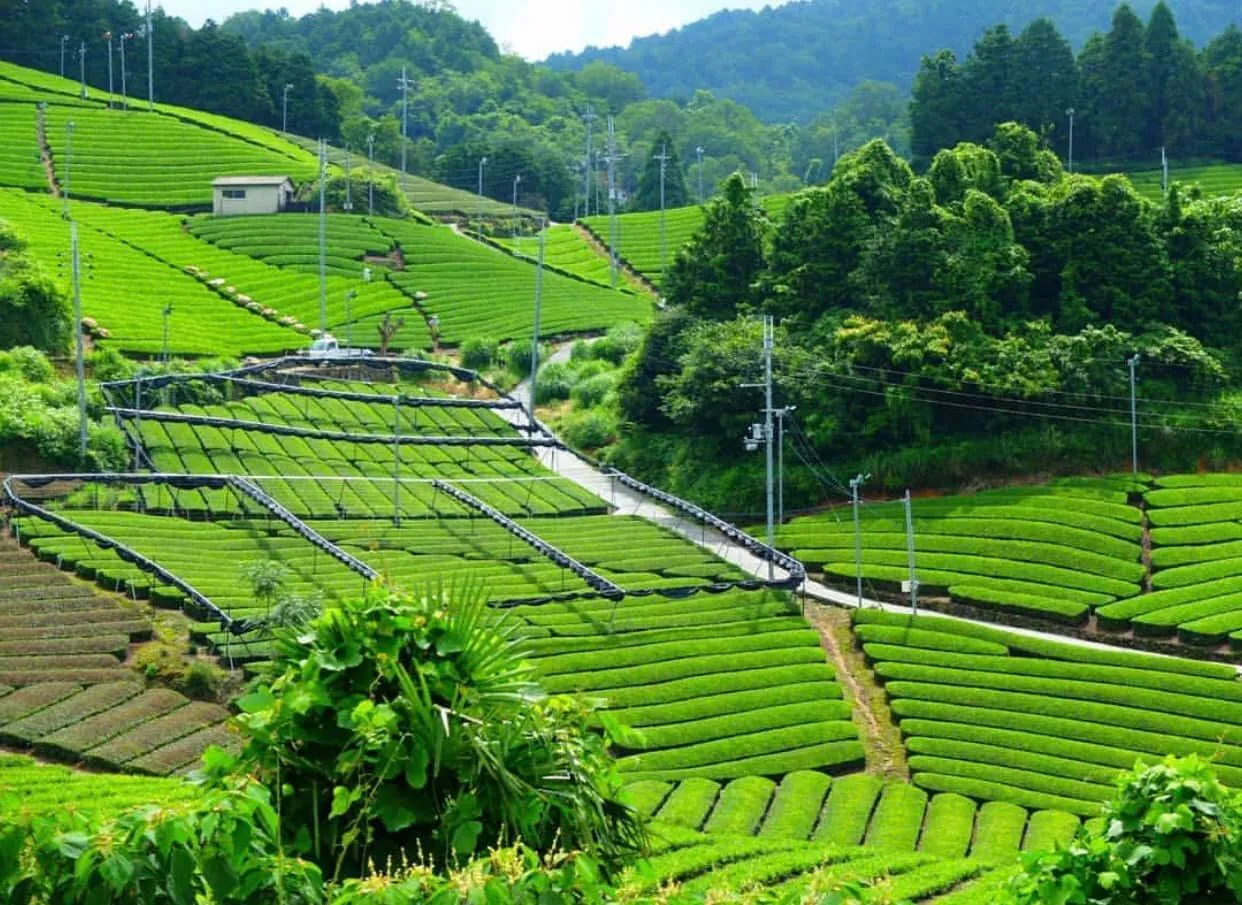Du lịch Nhật Bản: Khám phá đồi chè ở Wazuka, Kyoto Nhật Bản Du lịch Nhật Bản: Khám phá đồi chè ở Wazuka, Kyoto Nhật Bản 03