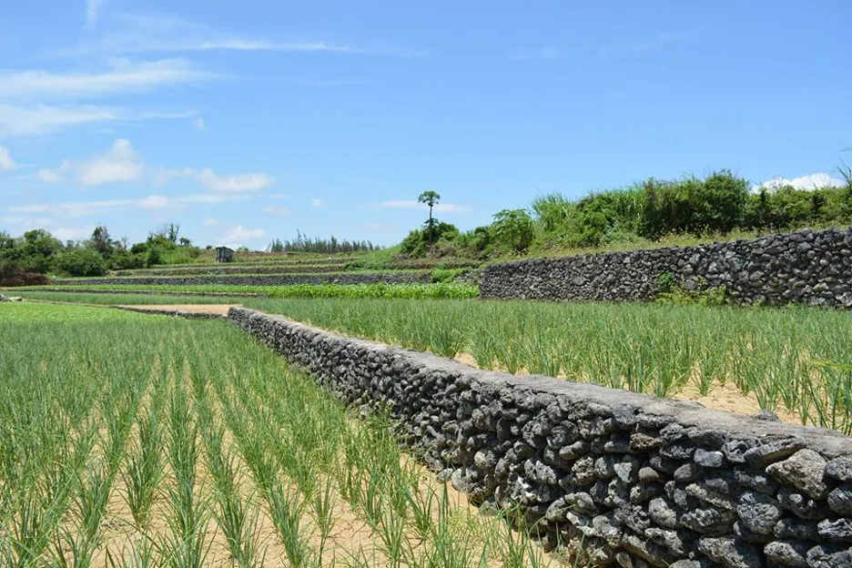 Khám phá đảo Lý Sơn thứ 2 tại Quảng Ngãi Khám phá đảo Lý Sơn thứ 2 tại Quảng Ngãi 04